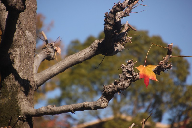 紅葉